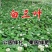 进口三叶草种子红三叶草籽护坡固土白三叶草果园绿肥绿化改善