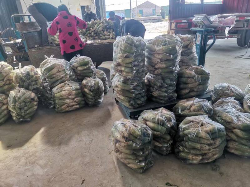 高青萝卜量大从优品质保证欢迎电话联系选购