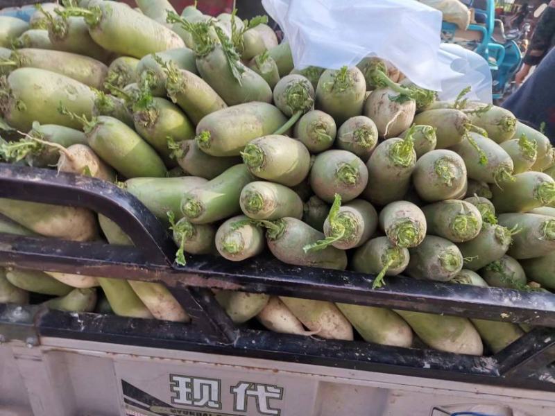 高青萝卜量大从优品质保证欢迎电话联系选购