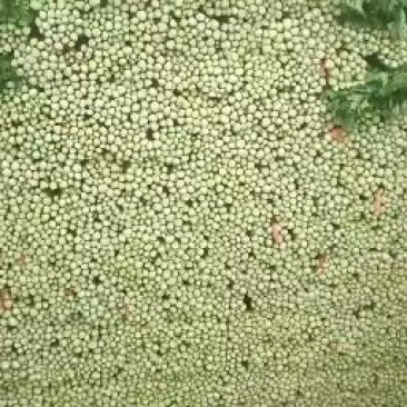 高原夏季蔬菜