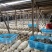 【蘑菇】河北邯郸特级蘑菇干鲜货大量供应高品质平菇