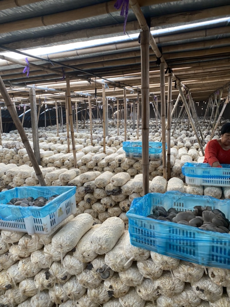 【蘑菇】河北邯郸特级蘑菇干鲜货大量供应高品质平菇