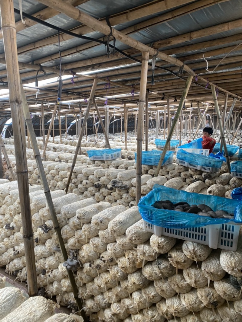【蘑菇】河北邯郸特级蘑菇干鲜货大量供应高品质平菇