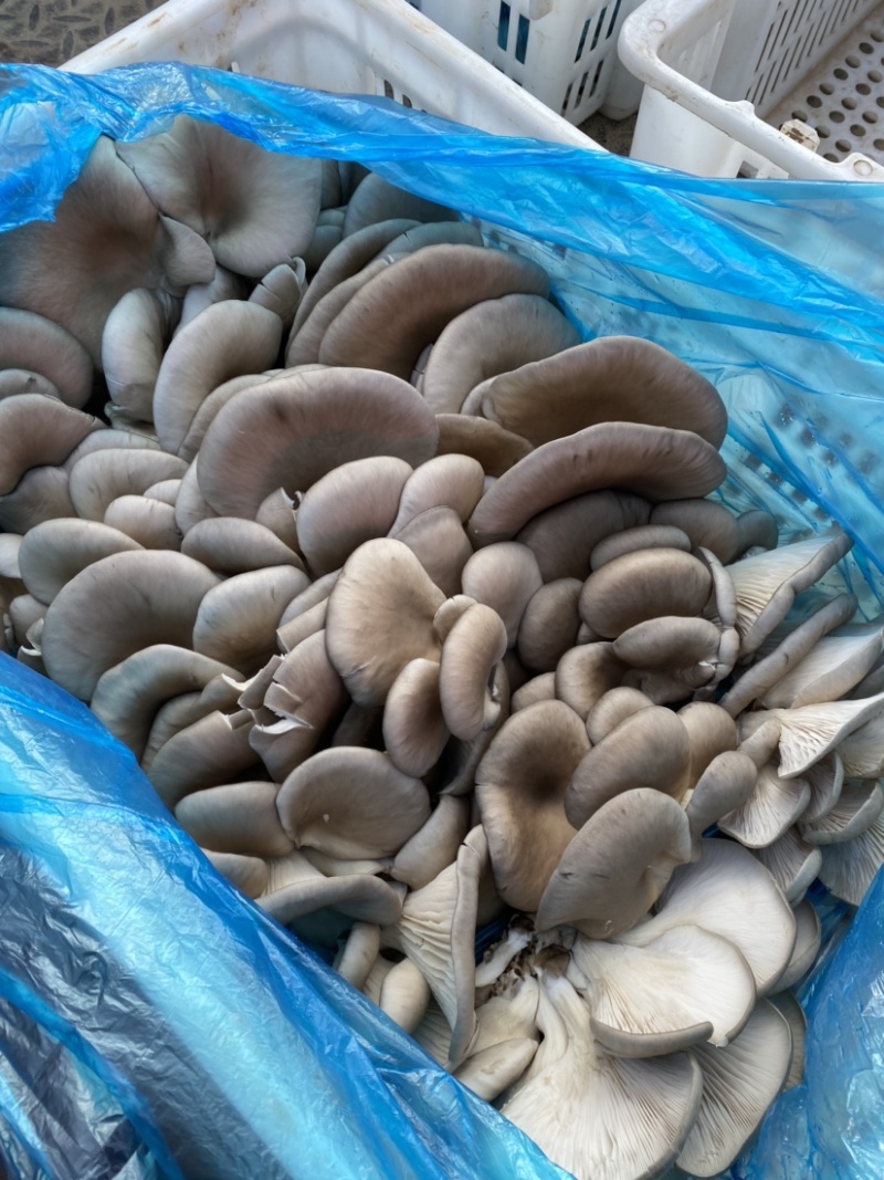 【蘑菇】河北邯郸特级蘑菇干鲜货大量供应高品质平菇