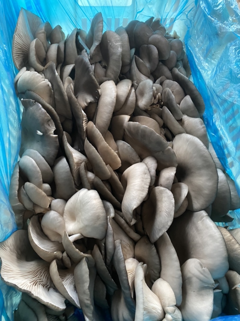 【蘑菇】河北邯郸特级蘑菇干鲜货大量供应高品质平菇