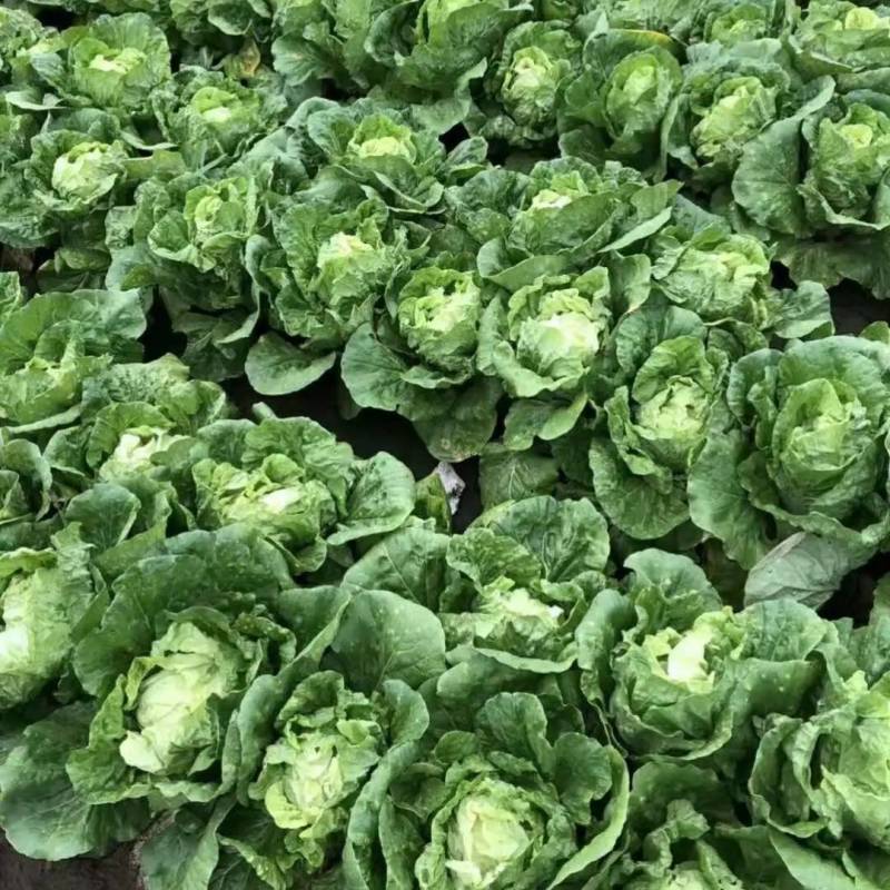 春秋两用黄心白菜种子耐寒耐抽苔内芯明黄早熟抗病强