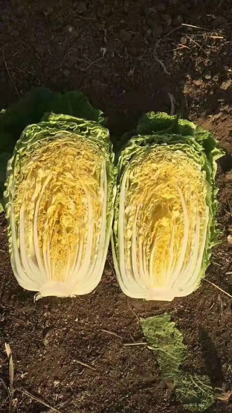 春秋两用黄心白菜种子耐寒耐抽苔内芯明黄早熟抗病强