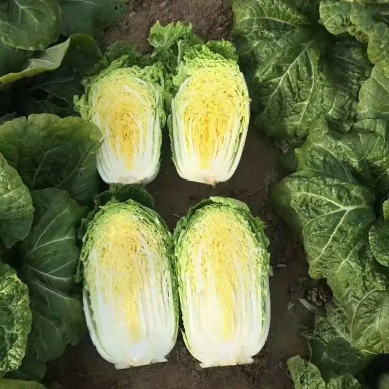 春秋两用黄心白菜种子耐寒耐抽苔内芯明黄早熟抗病强