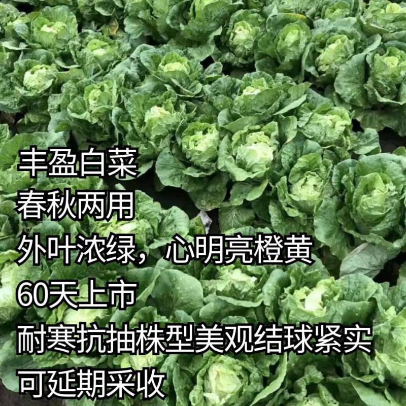 春秋两用黄心白菜种子耐寒耐抽苔内芯明黄早熟抗病强
