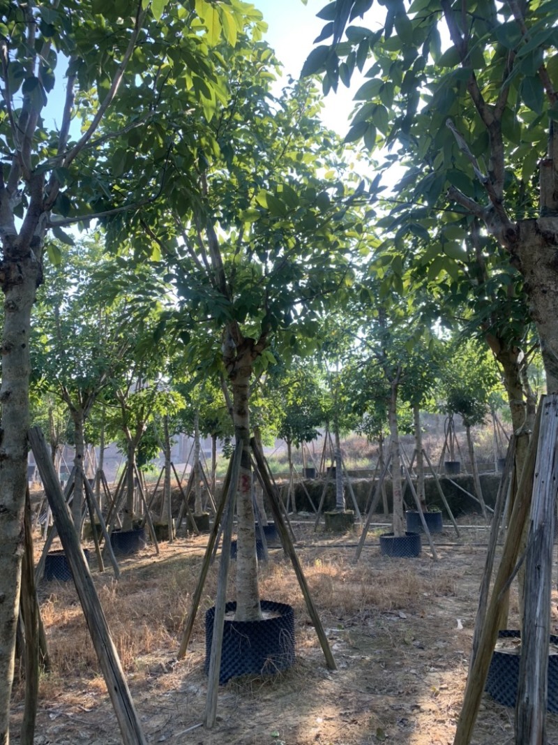腊肠树米径10公分到15公分欢迎咨询