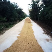 黄豆