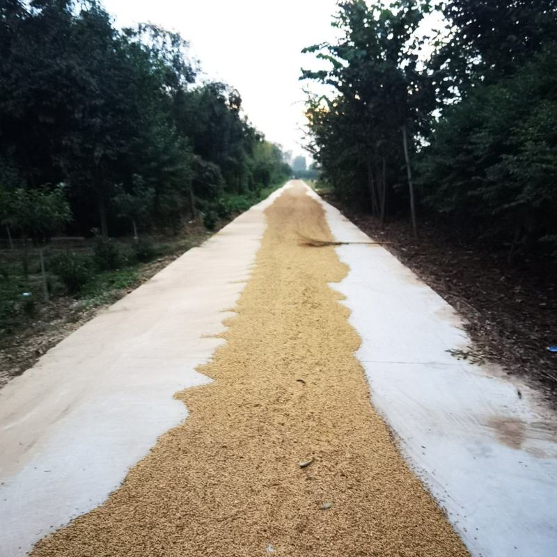 黄豆