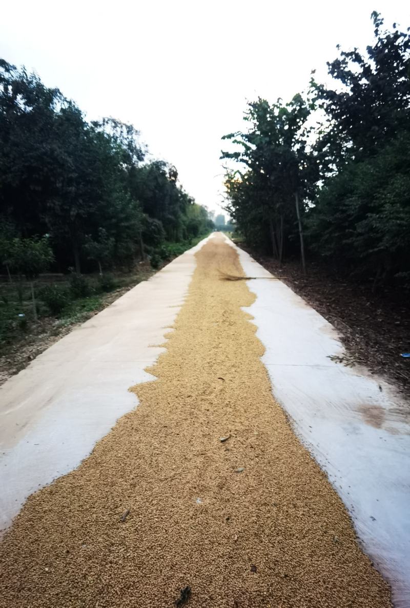 黄豆