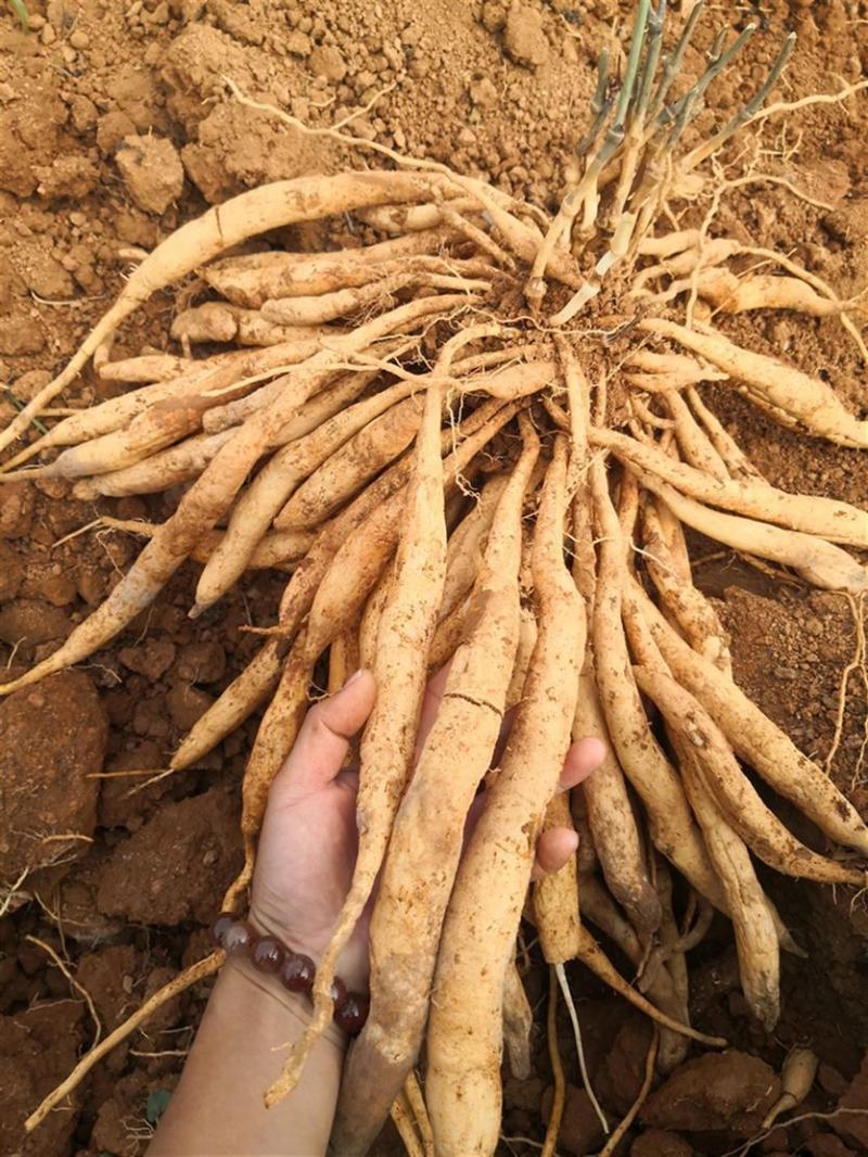 百部苗红花白花对叶百部种苗带4~7以上小薯大量有货