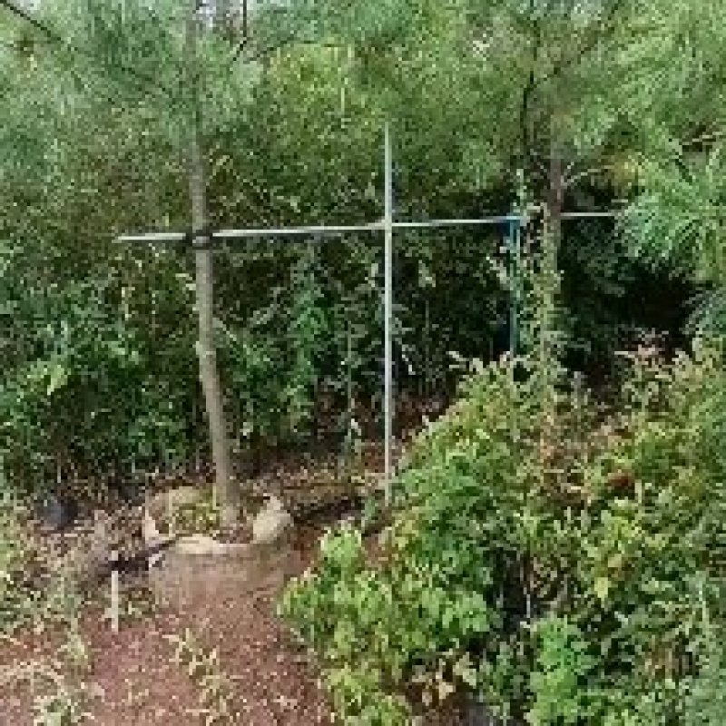 华山松袋苗，华山松移栽苗