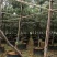华山松袋苗，华山松移栽苗