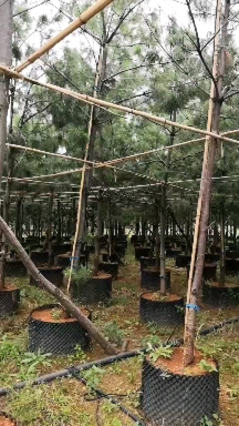 华山松袋苗，华山松移栽苗
