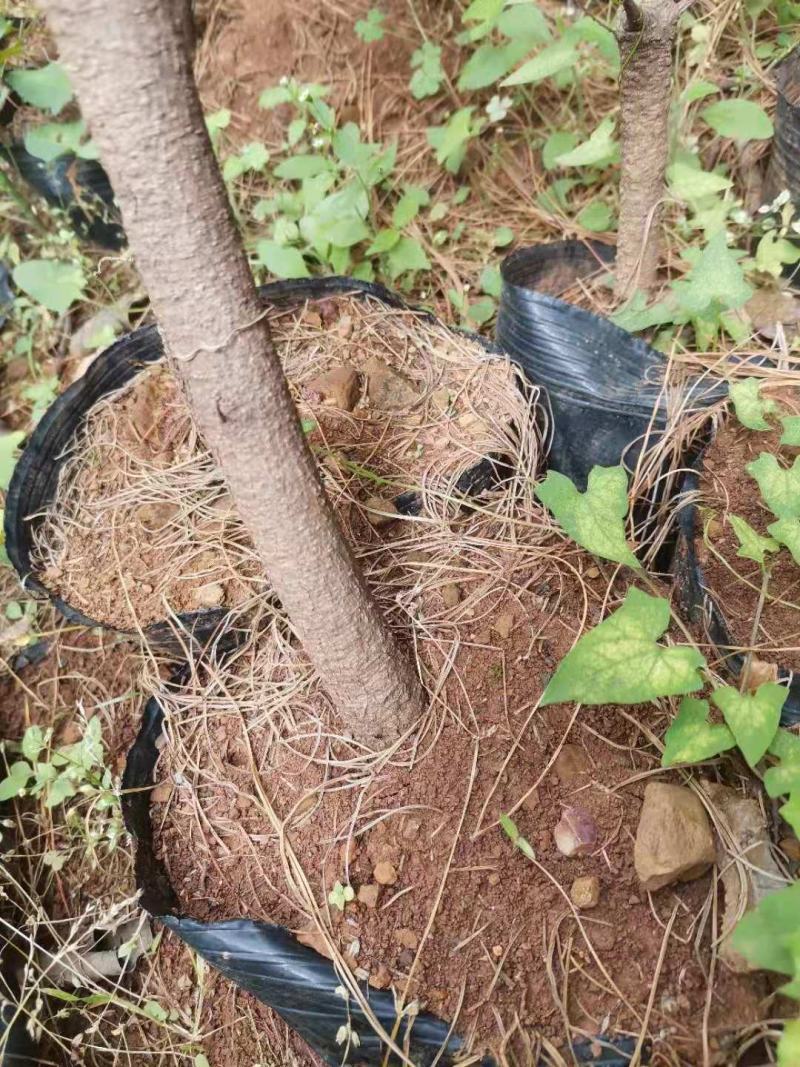 华山松袋苗，华山松移栽苗