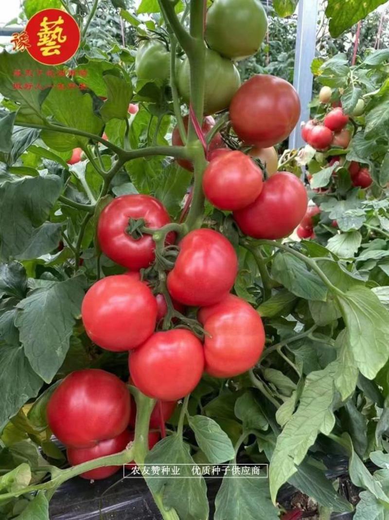 抗TY病毒豫艺金粉沙瓤番茄种子大果番茄粉果西红柿种子