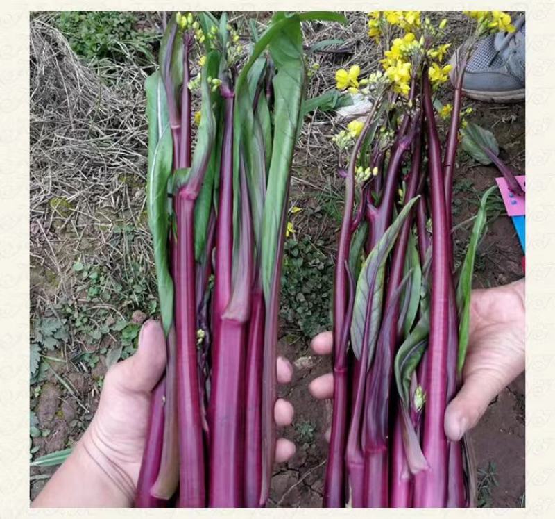 [荐]红菜苔湖北菜苔基地一手货源，欢迎新老客户订购