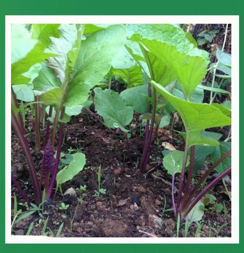 [荐]红菜苔湖北菜苔基地一手货源，欢迎新老客户订购