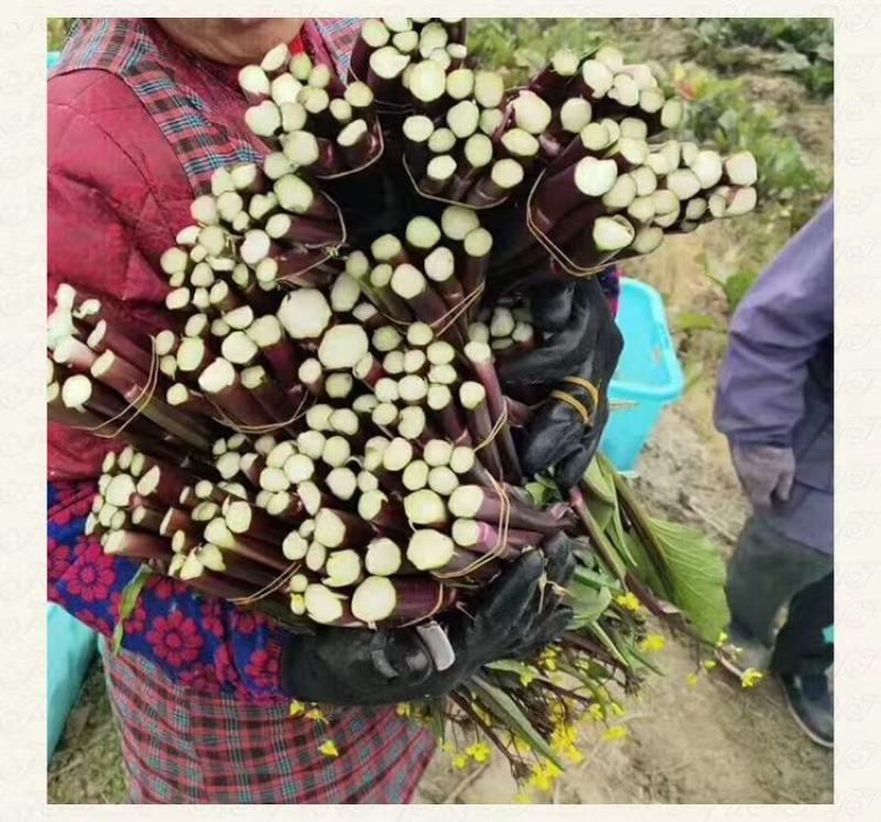 [荐]红菜苔湖北菜苔基地一手货源，欢迎新老客户订购