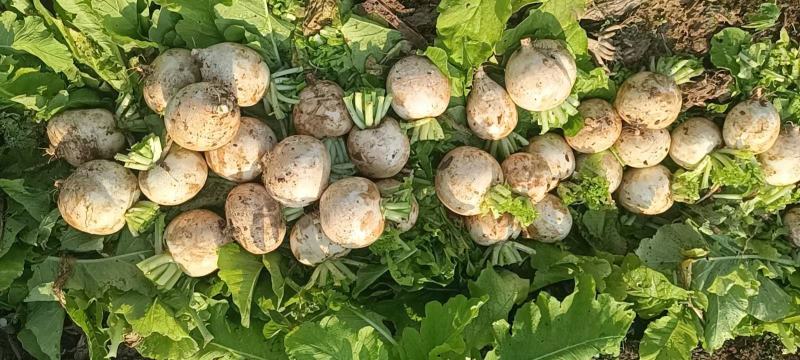 圆根萝卜萝卜白萝卜质量漂亮有工厂货需要