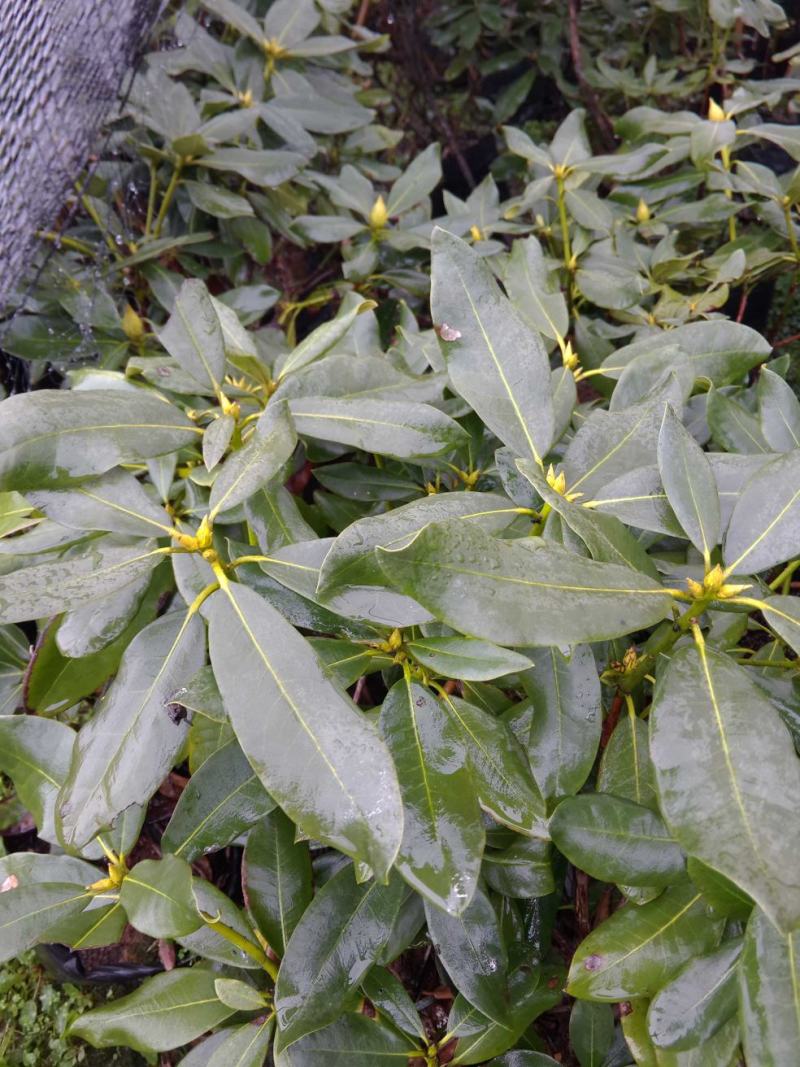 移栽高山杜鹃，马缨花