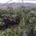 移栽高山杜鹃，马缨花