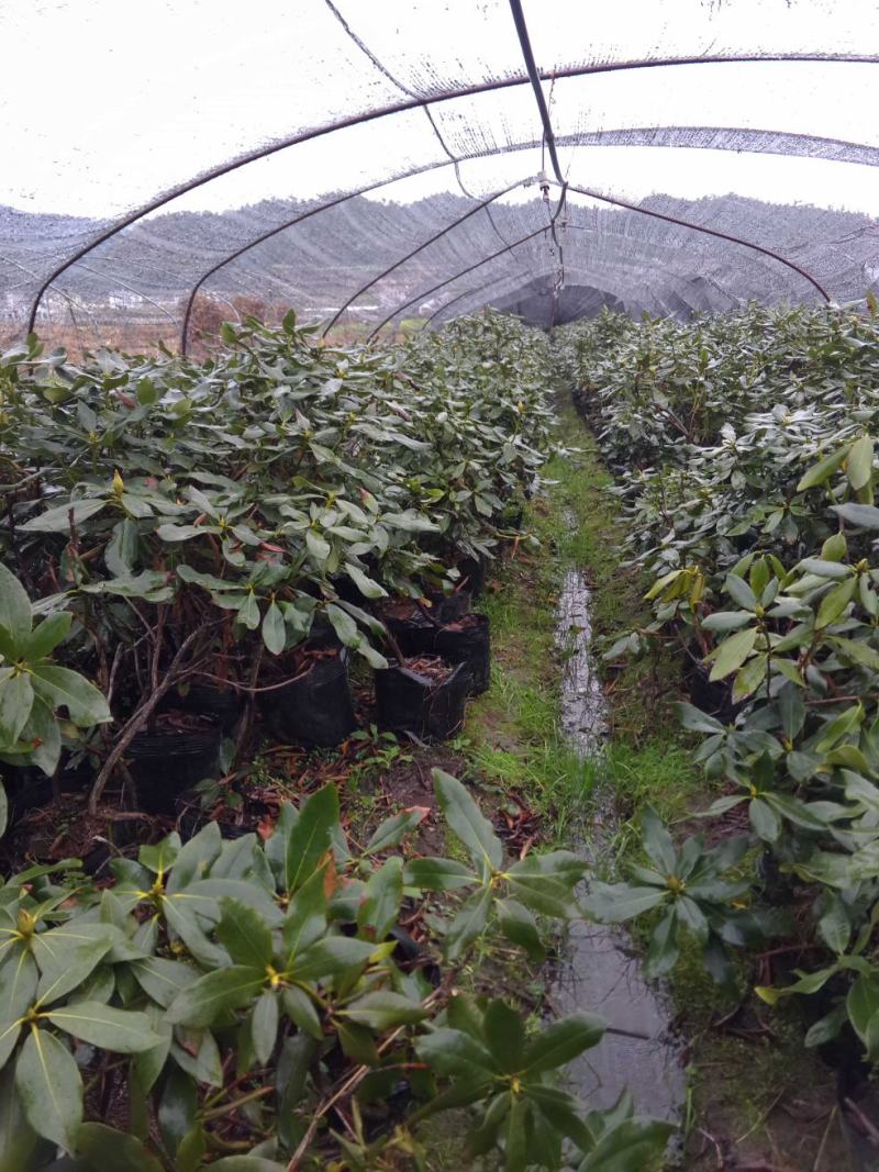 移栽高山杜鹃，马缨花
