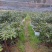 移栽高山杜鹃，马缨花
