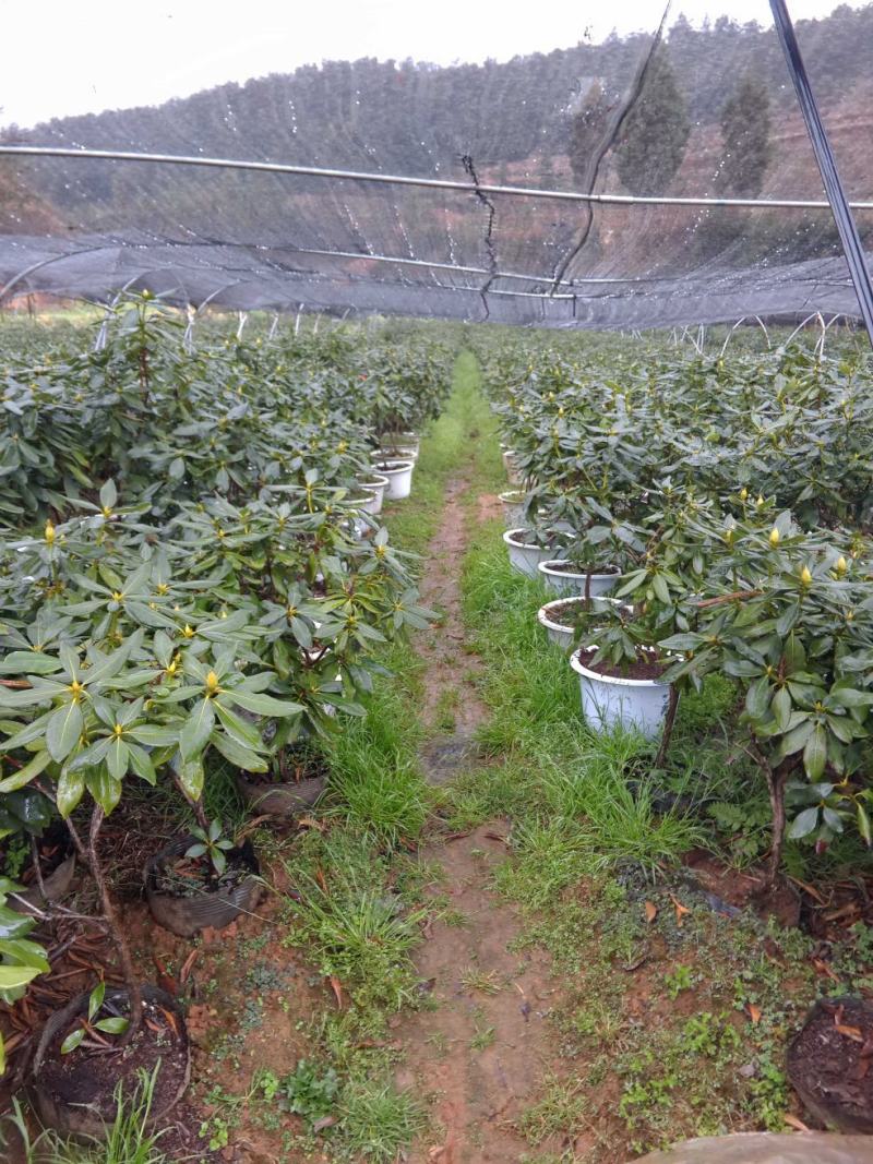 移栽高山杜鹃，马缨花