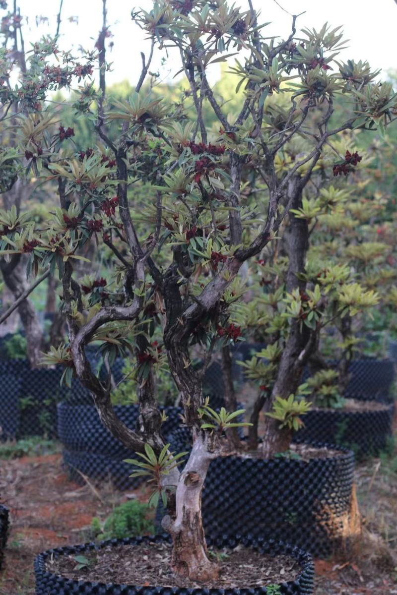 移栽高山杜鹃，马缨花