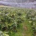 移栽高山杜鹃，马缨花