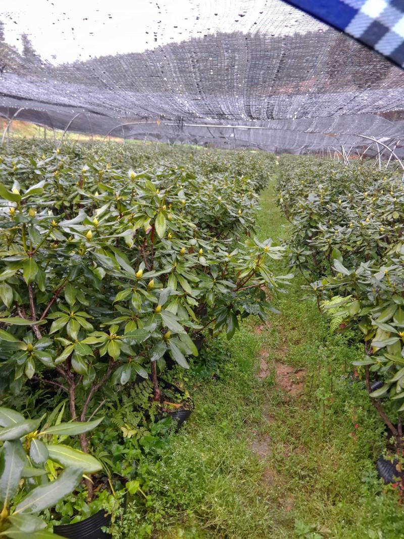 移栽高山杜鹃，马缨花
