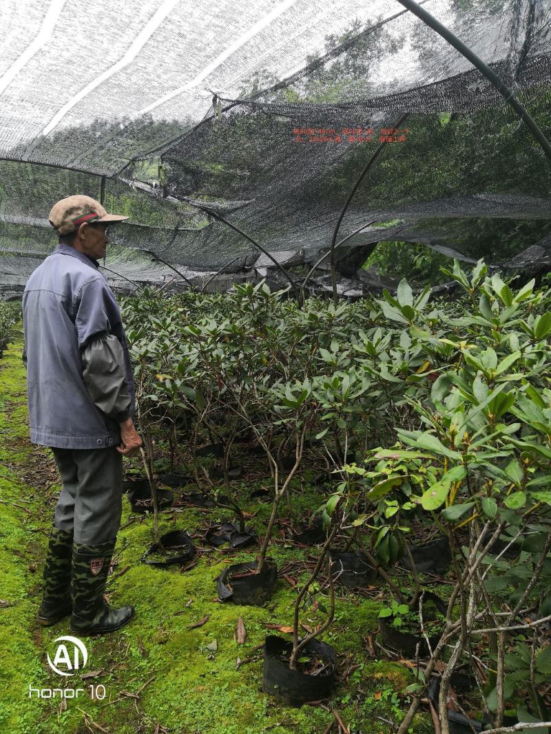 移栽高山杜鹃，马缨花