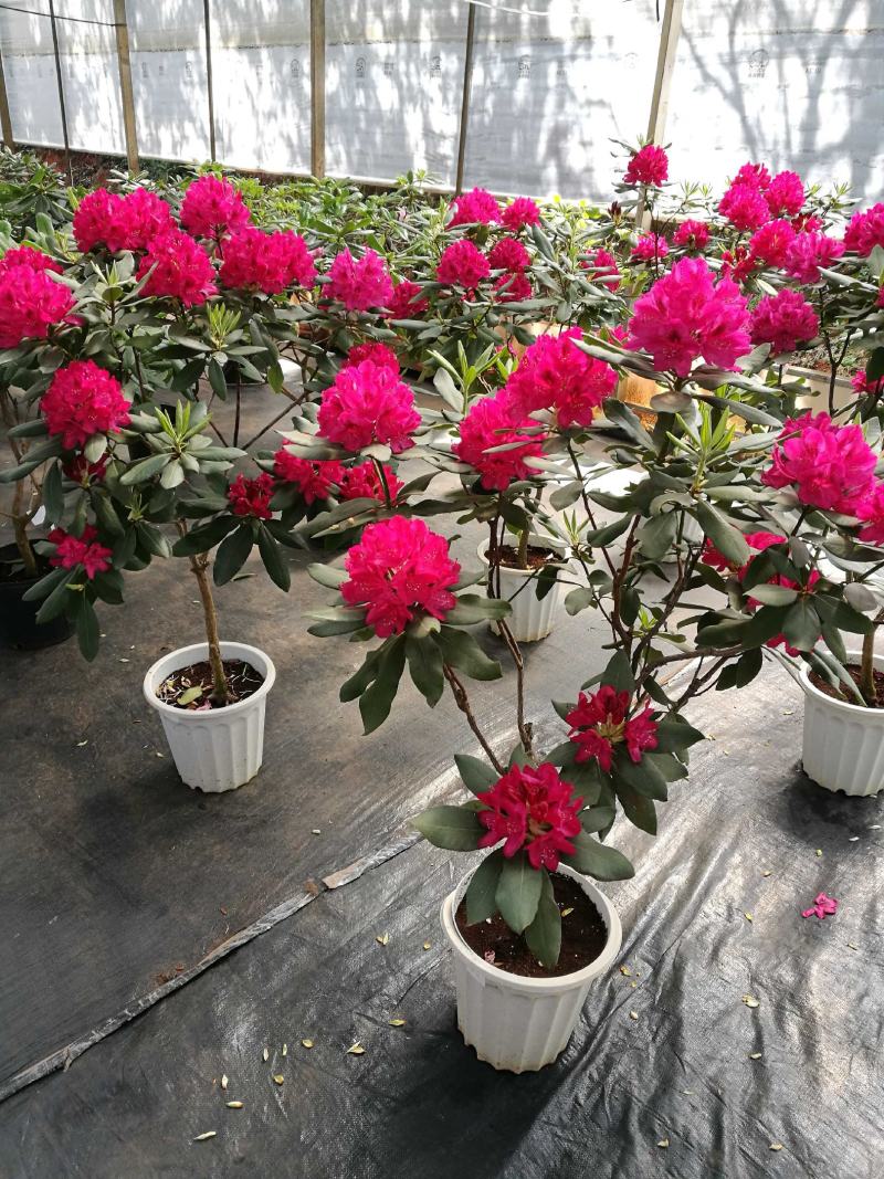移栽高山杜鹃，马缨花