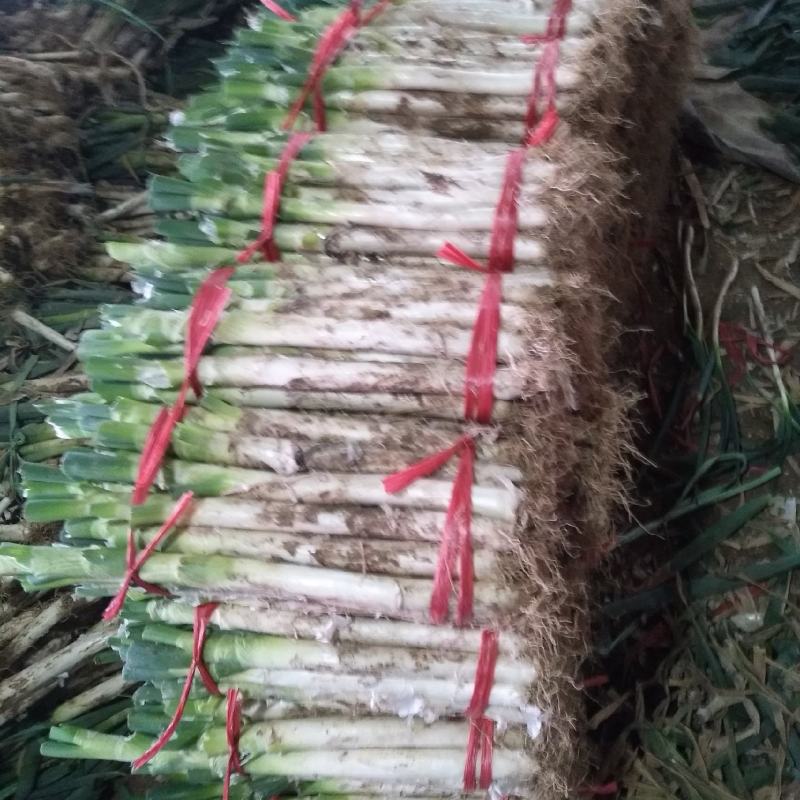钢葱毛段，大量批发全国走货，诚信合作欢迎来电