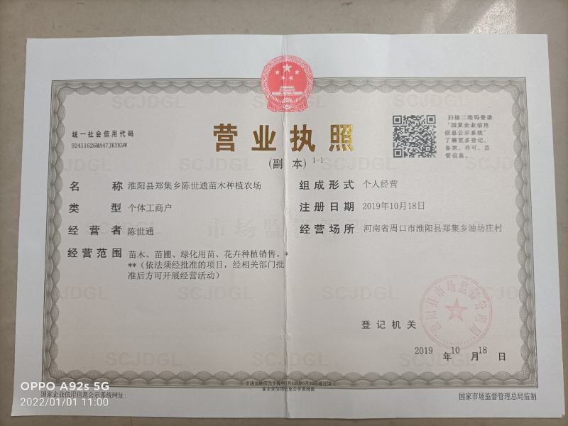 新华梨苗