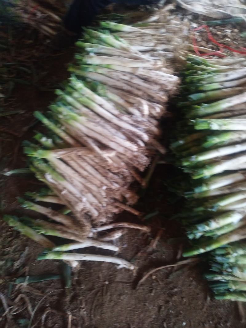 钢葱毛段，大量批发全国走货，诚信合作欢迎来电