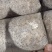 金耳菌种