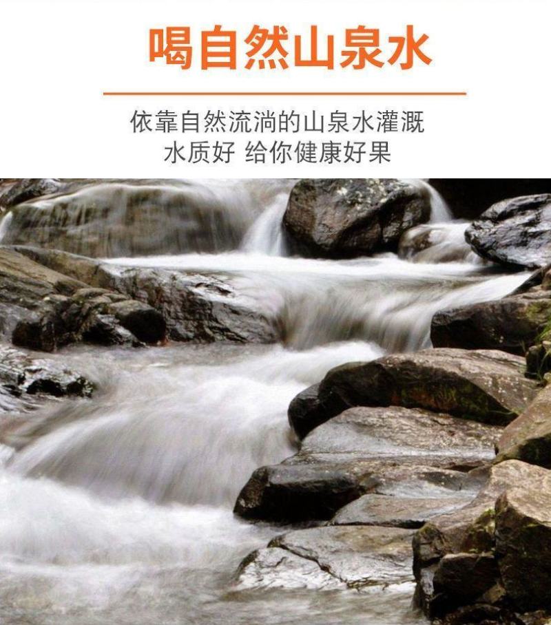 四川爱媛38号果冻橙新鲜现摘现发拼多多二级果电商一件代发