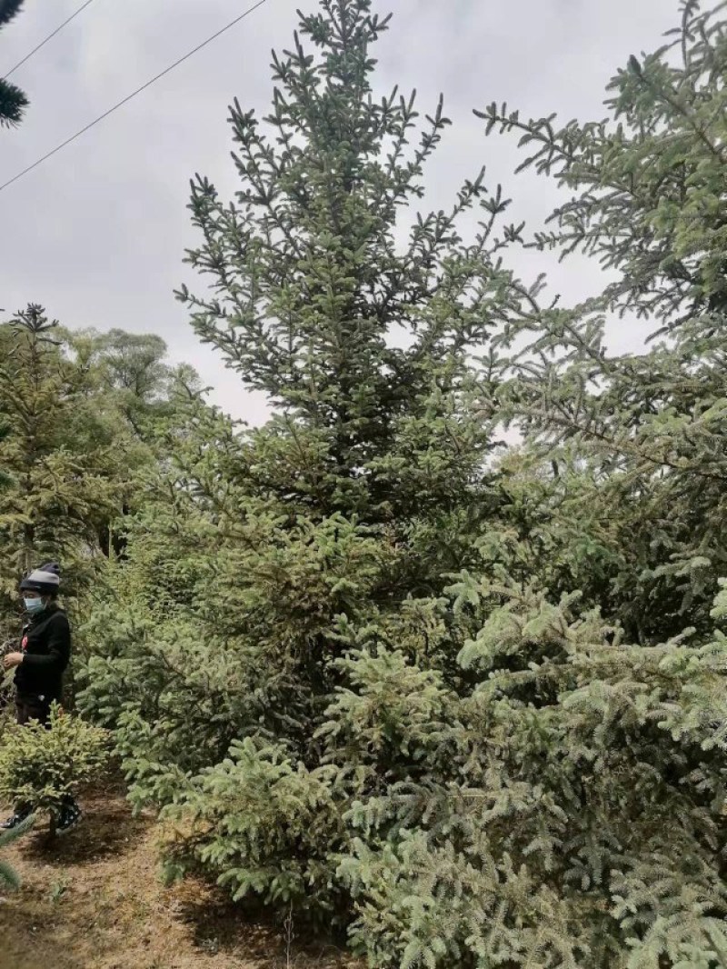 云杉圣诞树各种规格云杉圣诞树