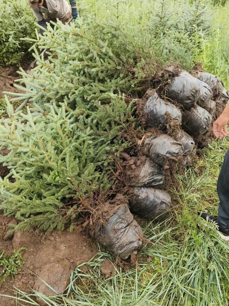云杉圣诞树各种规格云杉圣诞树