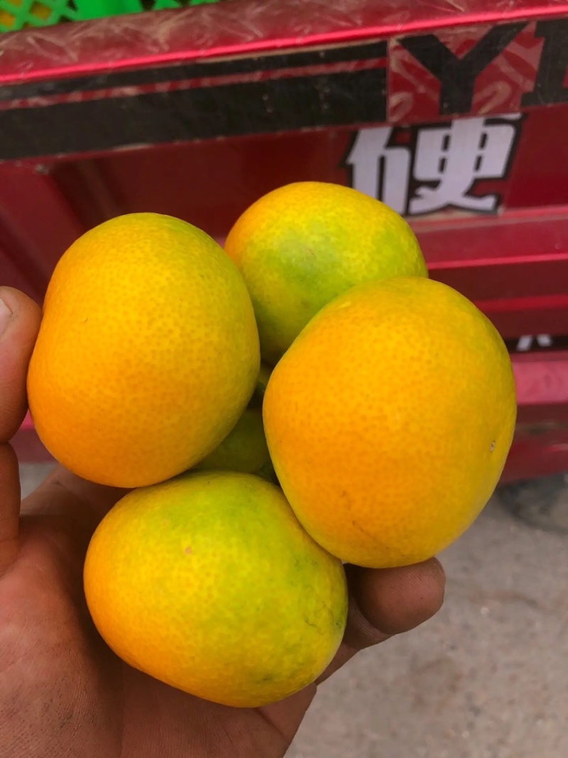 雲南特早蜜桔全紅果大量上市歡迎來電骚扰