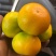 雲南特早蜜桔全紅果大量上市歡迎來電骚扰