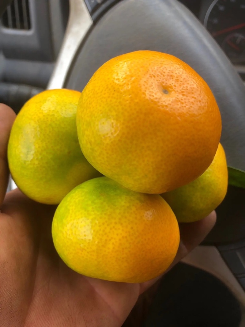 雲南特早蜜桔全紅果大量上市歡迎來電骚扰