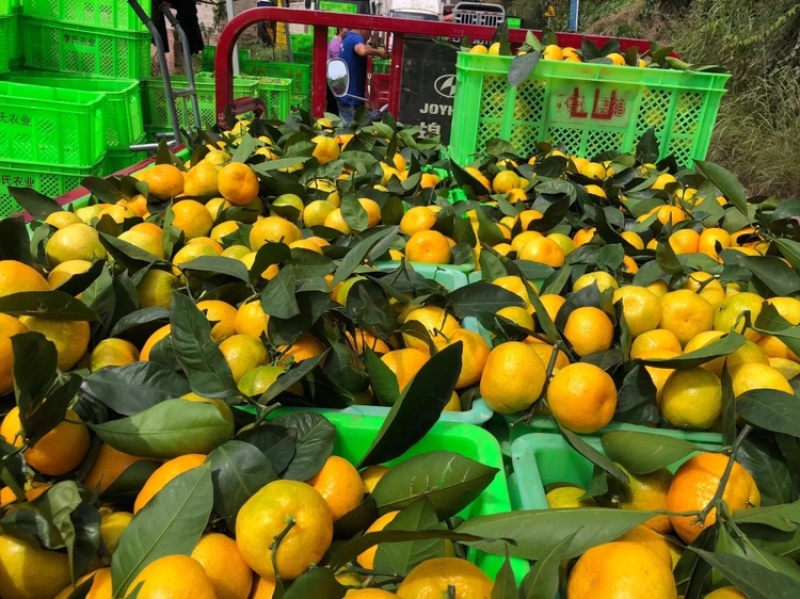 雲南特早蜜桔全紅果大量上市歡迎來電骚扰