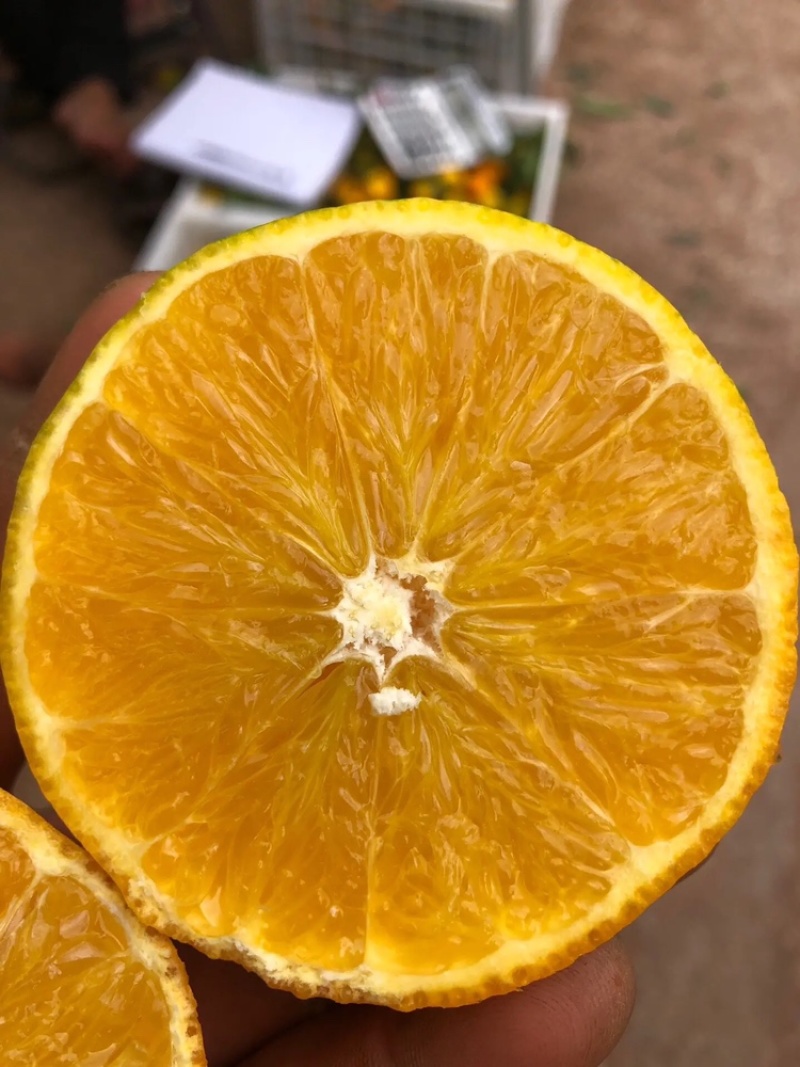雲南特早蜜桔全紅果大量上市歡迎來電骚扰