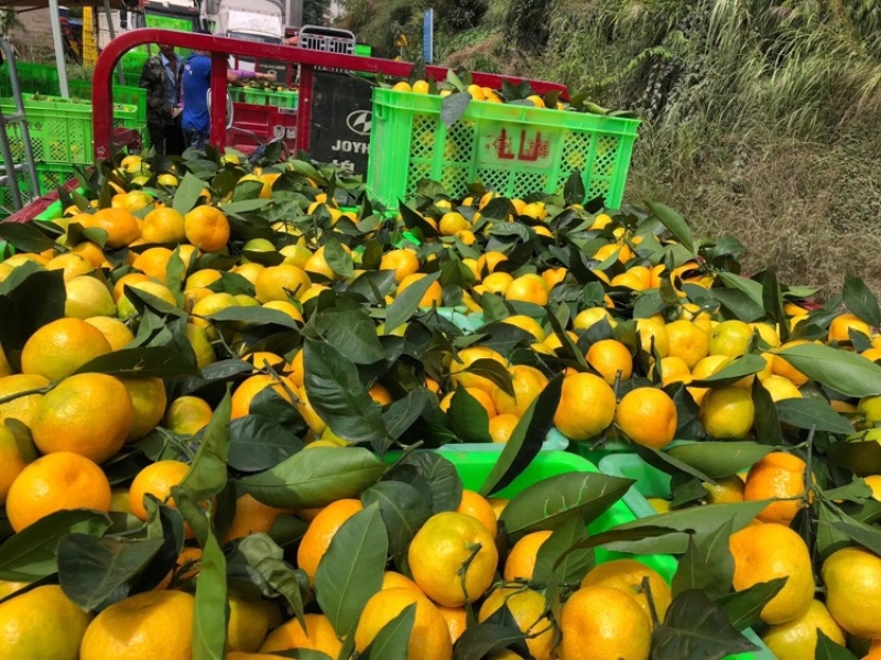 雲南特早蜜桔全紅果大量上市歡迎來電骚扰